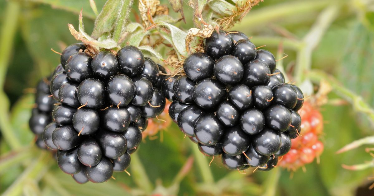 OpenGraph Image for The James Hutton Institute will introduce its newest blackberry at Fruit Focus