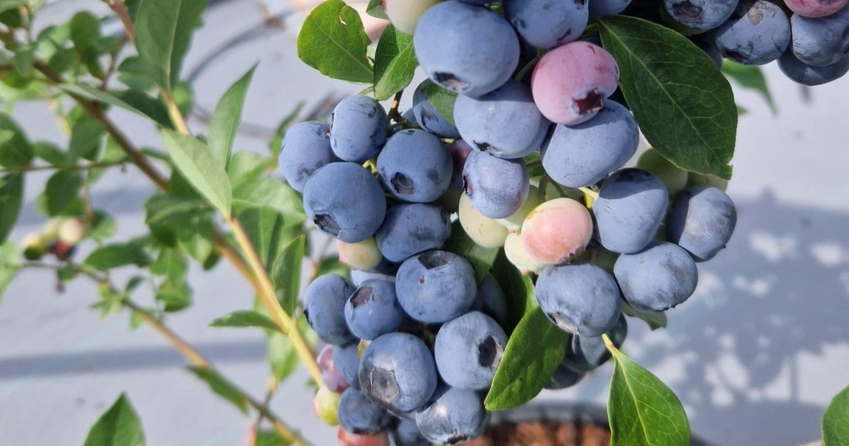 OpenGraph Image for The James Hutton Institute introduces the first Scottish-bred blueberry