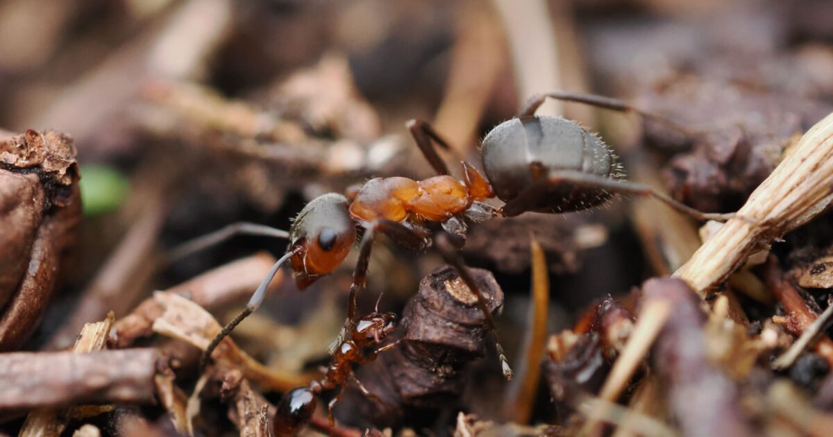 OpenGraph Image for “Cuckoo” of the ant world rediscovered on Deeside