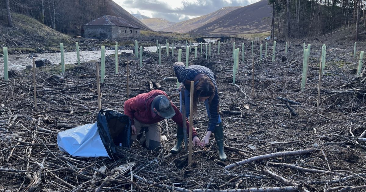 OpenGraph Image for Apache Corporation Tree Grant Programme opens UK applications for 2024-2025 planting season