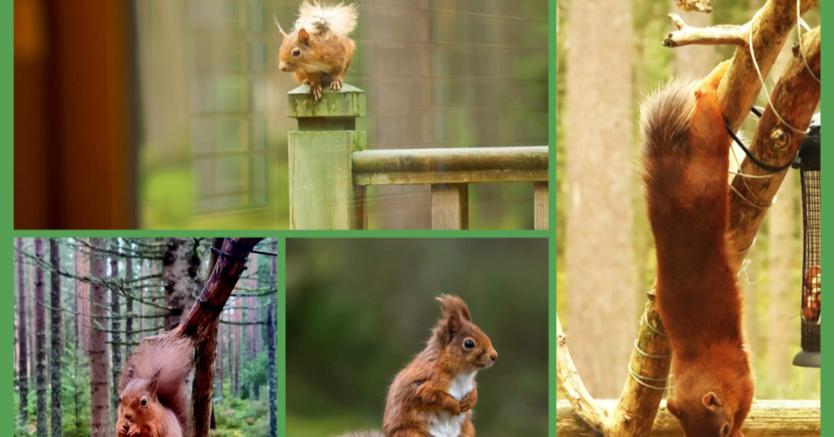 OpenGraph Image for Cairngorm Lodges celebrates red squirrels on Squirrel Appreciation Day