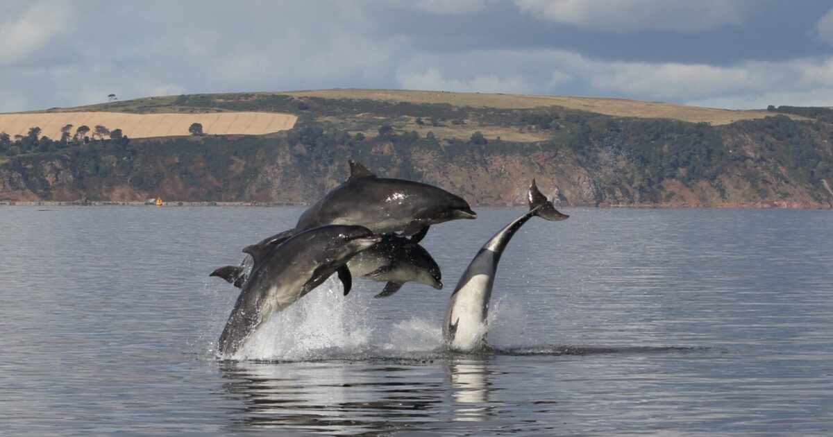 OpenGraph Image for Dolphin friendships facilitated by fishy feast!
