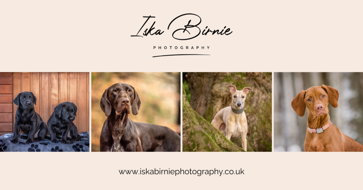 OpenGraph Image for Aberdeen photographer helping to shape the future of pet care