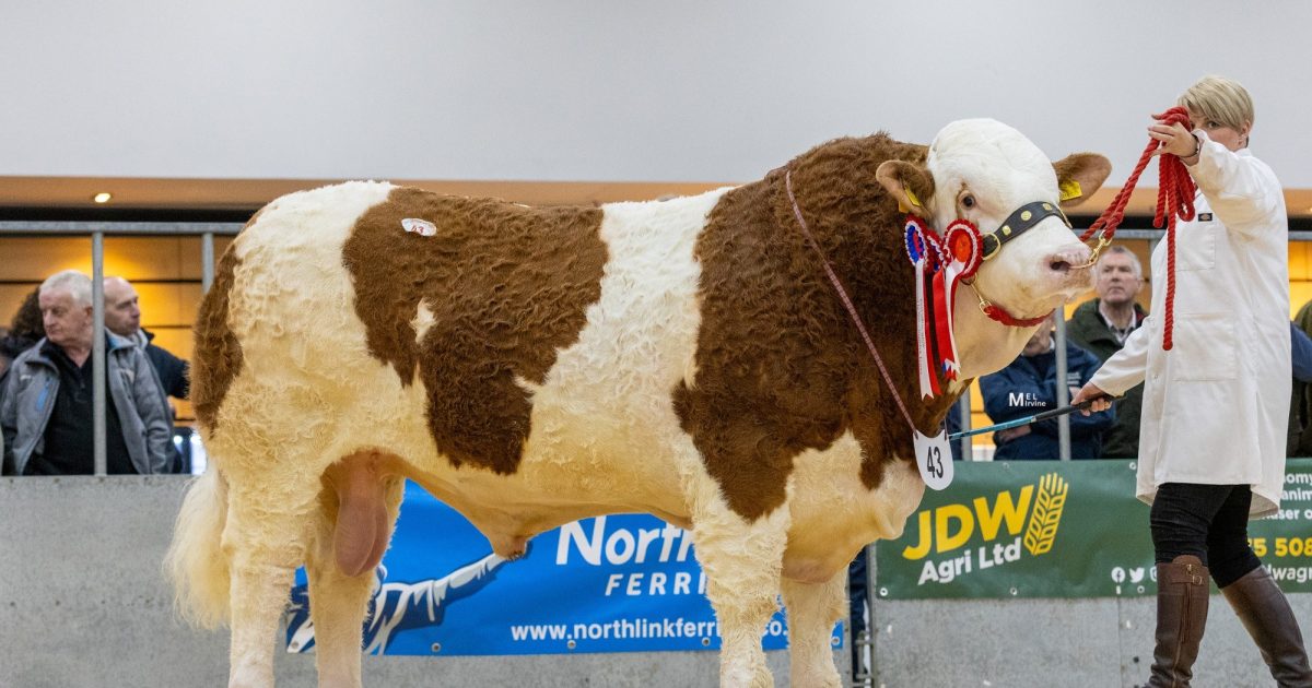 OpenGraph Image for Islavale Ringo leads bull sale at 13,000gns