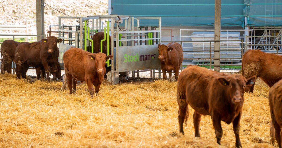 OpenGraph Image for Page Break Media partners with Herd Advance for innovative 'Stockman' video project