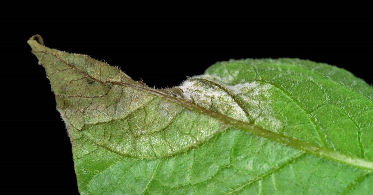 OpenGraph Image for Annual Fight Against Blight campaign warns of new threats to disease management