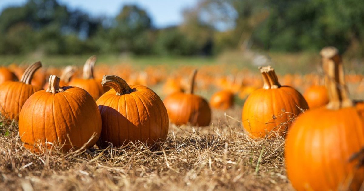 OpenGraph Image for Gourd recycling tips for Halloween