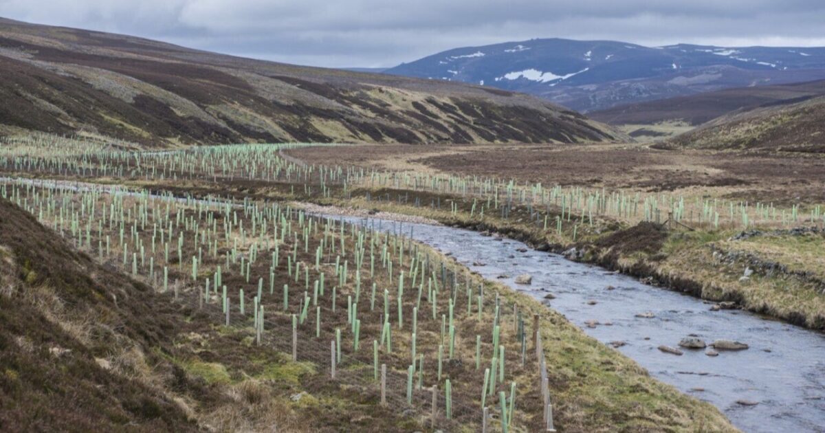 OpenGraph Image for Improving evidence for river woodland restoration initiatives
