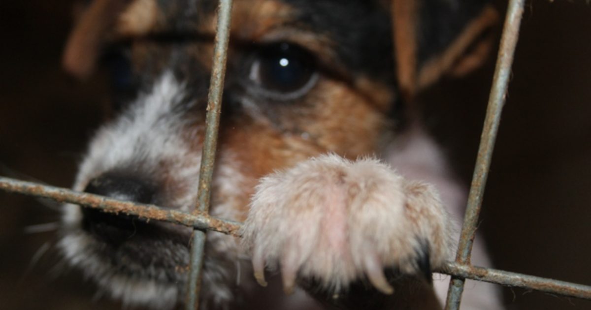 OpenGraph Image for Almost 50 puppies seized as Scottish SPCA warns public not to fuel low welfare puppy trade