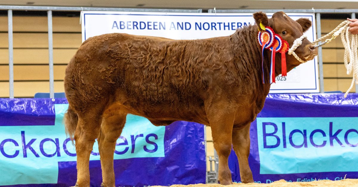 OpenGraph Image for Smallburn Farms takes Spectacular championship