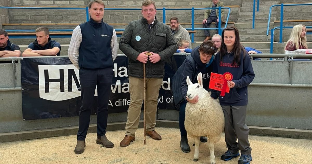 OpenGraph Image for New centre record of £600 set at Quoybrae Ewe Lamb sale