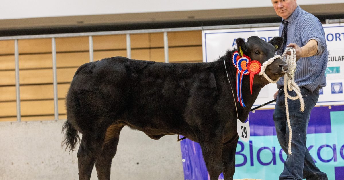 OpenGraph Image for Spectacular show and sale sparkled with top price of £9,000 achieved at Thainstone