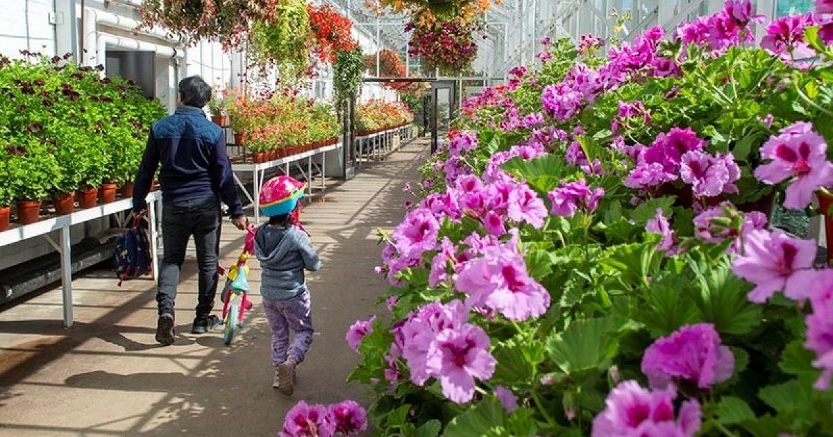 OpenGraph Image for Pelargoniums for Balmoral from the Winter Gardens