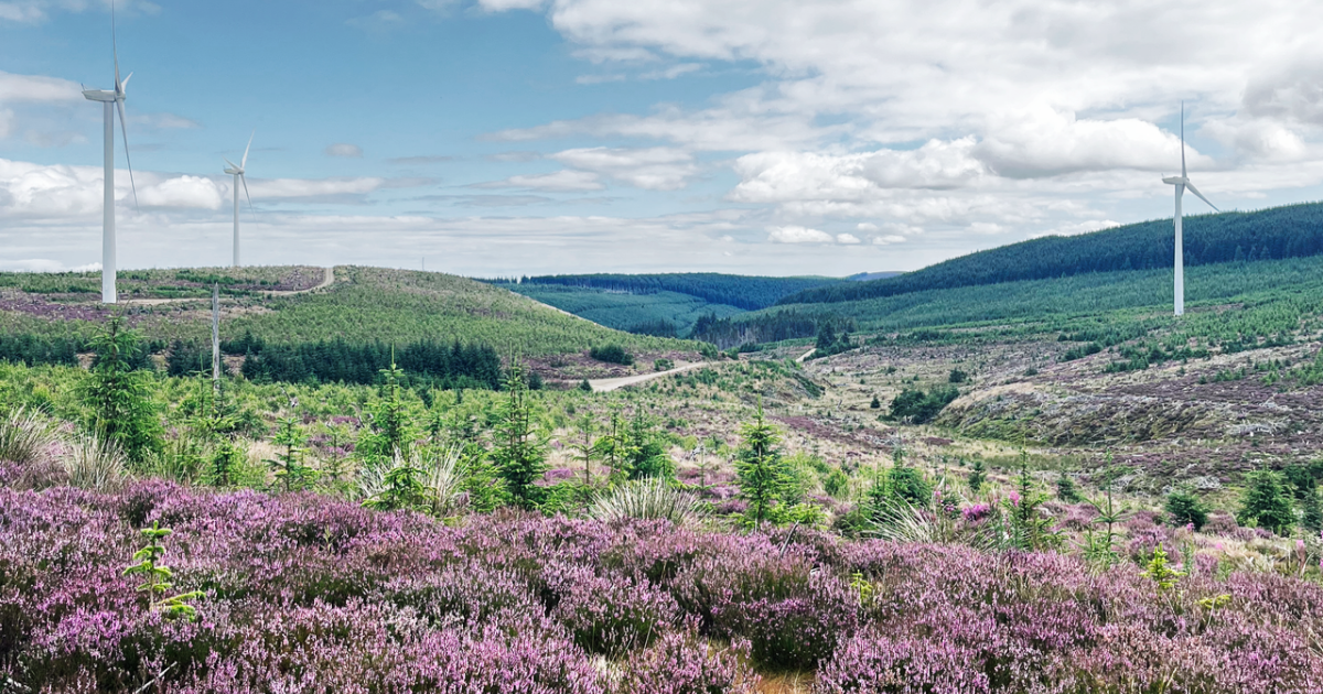 OpenGraph Image for Vattenfall celebrates a decade of positive biodiversity action in the Scottish Highlands