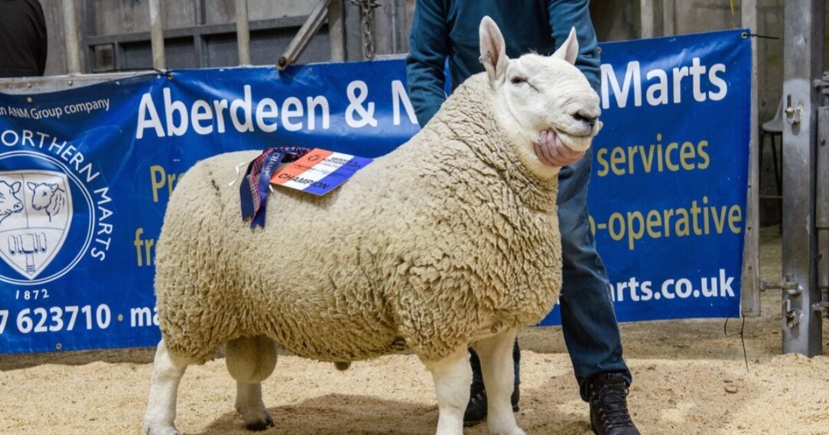 OpenGraph Image for Centre records smashed across three-day sheep fair at Quoybrae