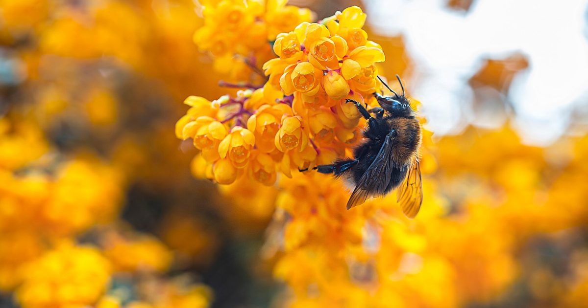 OpenGraph Image for A summer of educational Ranger Service events