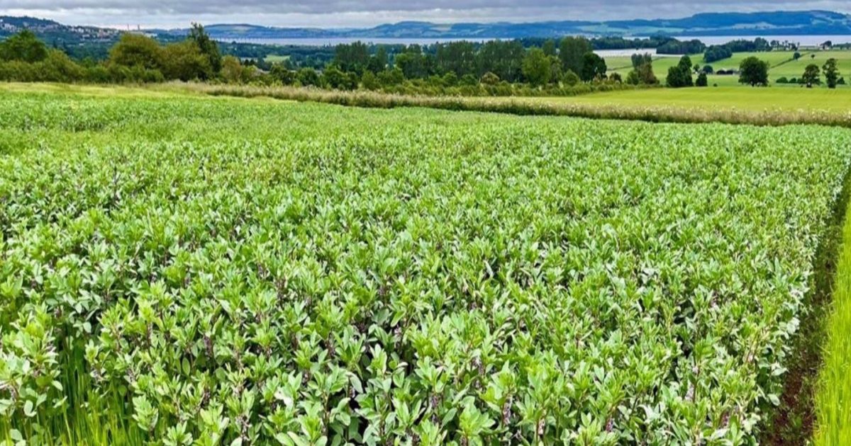 OpenGraph Image for More beans, please: UK gathering to advance legumes for food and environmental security