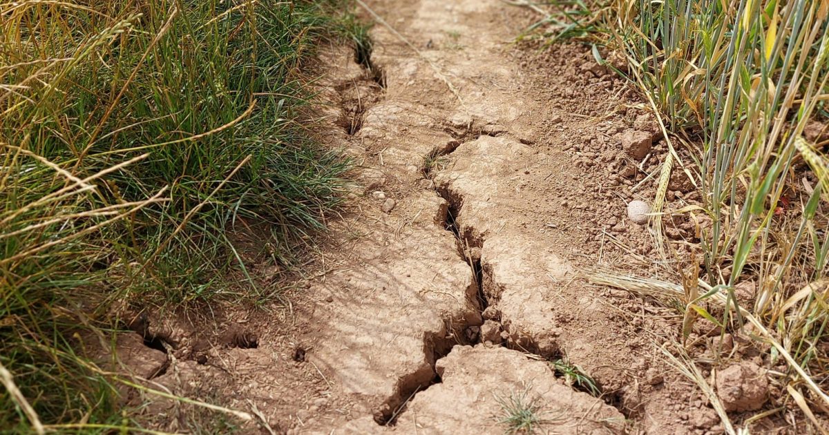 OpenGraph Image for James Hutton scientists respond to the drought facing the UK