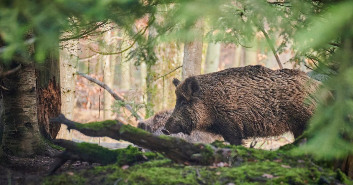 OpenGraph Image for Hutton researchers find PFAS in European wild boar
