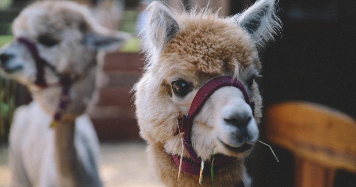 OpenGraph Image for Alpacas ready to join conference calls to raise money for charity
