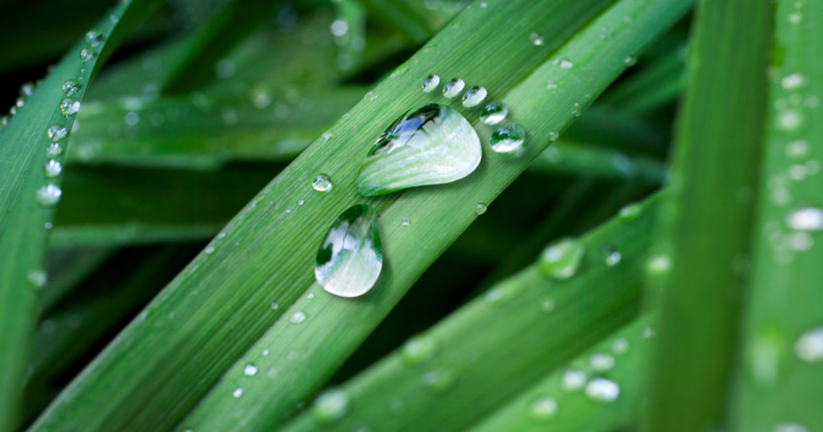 OpenGraph Image for Aberdeenshire offsetting business picks up climate impact start-up award