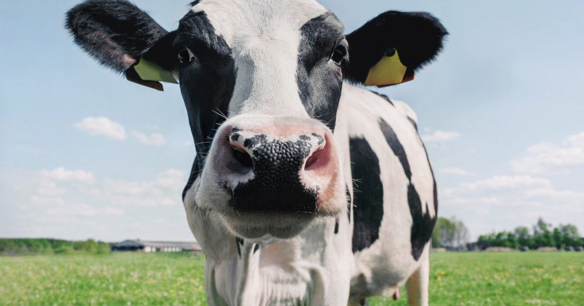 OpenGraph Image for Farmers rally against 'unsustainable' supermarket milk prices