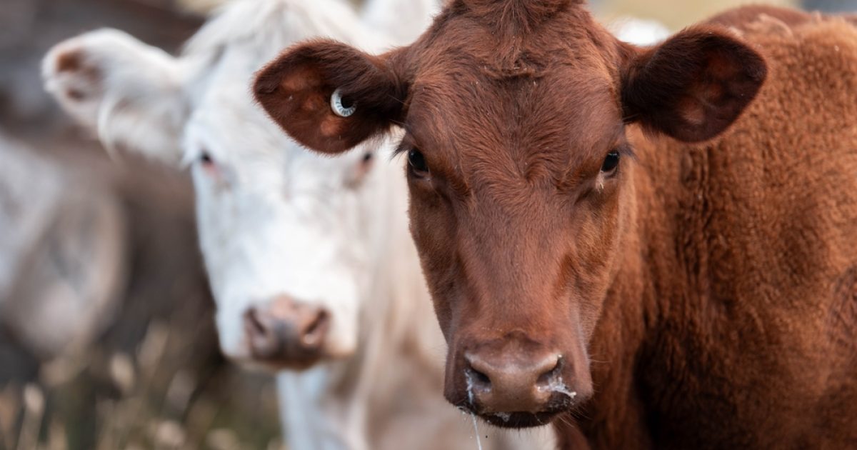 OpenGraph Image for Mad cow disease case confirmed on Scottish farm