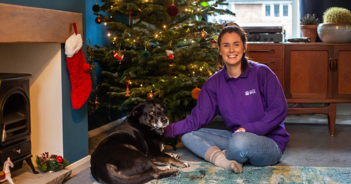 OpenGraph Image for Keep your pets safe this Christmas with some animal safety dos and don’ts