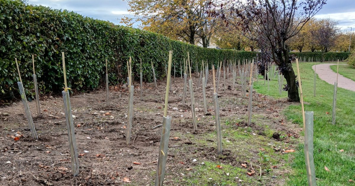 OpenGraph Image for Local community improves the biodiversity of Stonehaven’s Farrochie Park