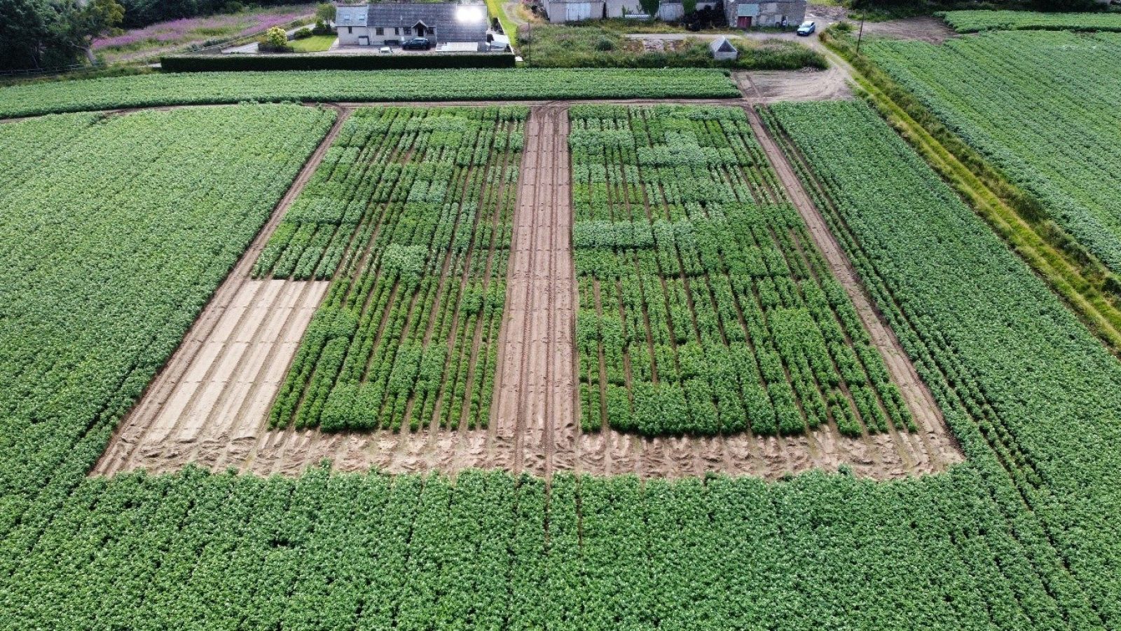 PCN Action Scotland potato variety trial