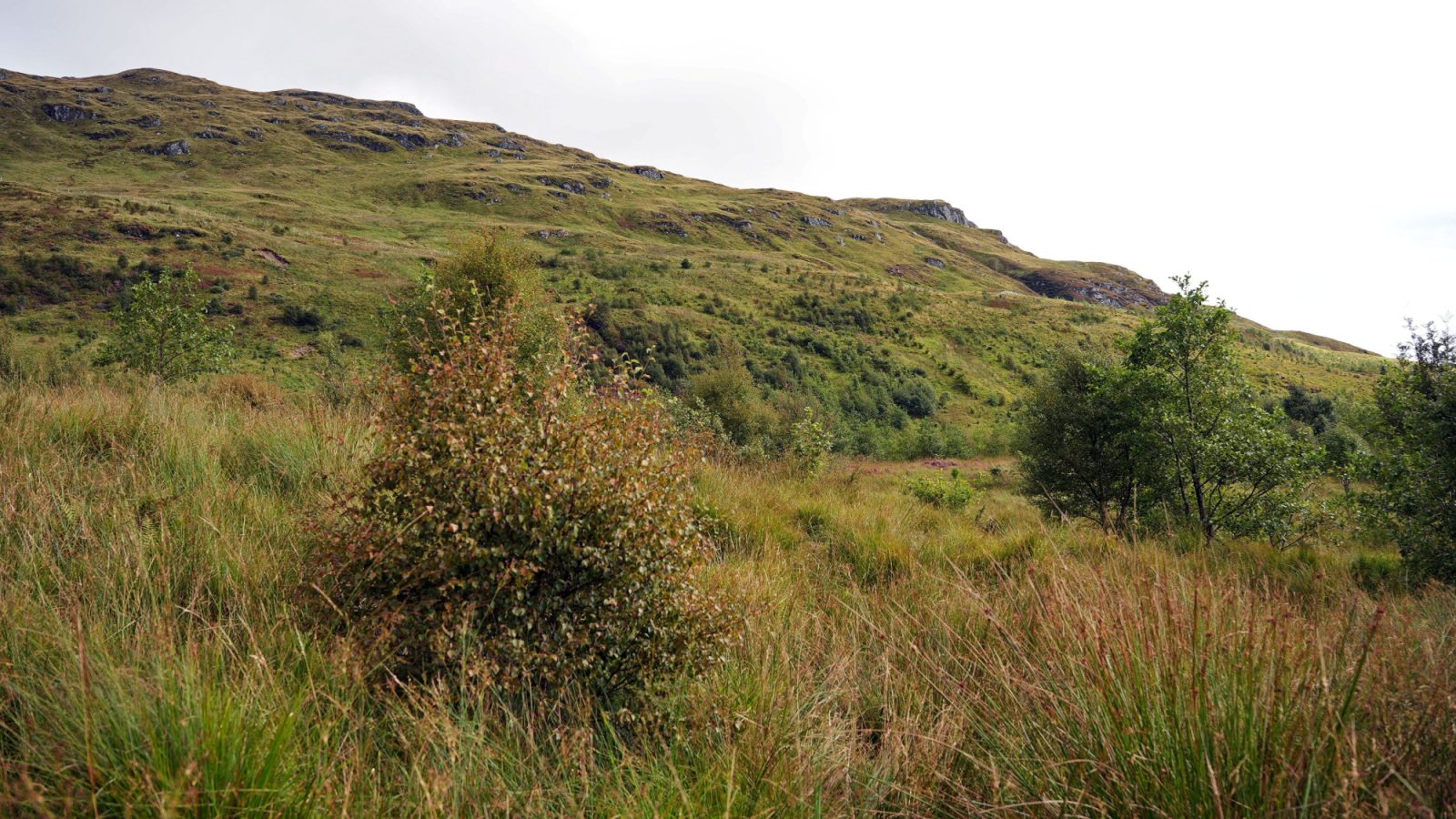 RSPB Scotland's Inversnaid Nature Reserve is located on the eastern shore of Loch Lomond