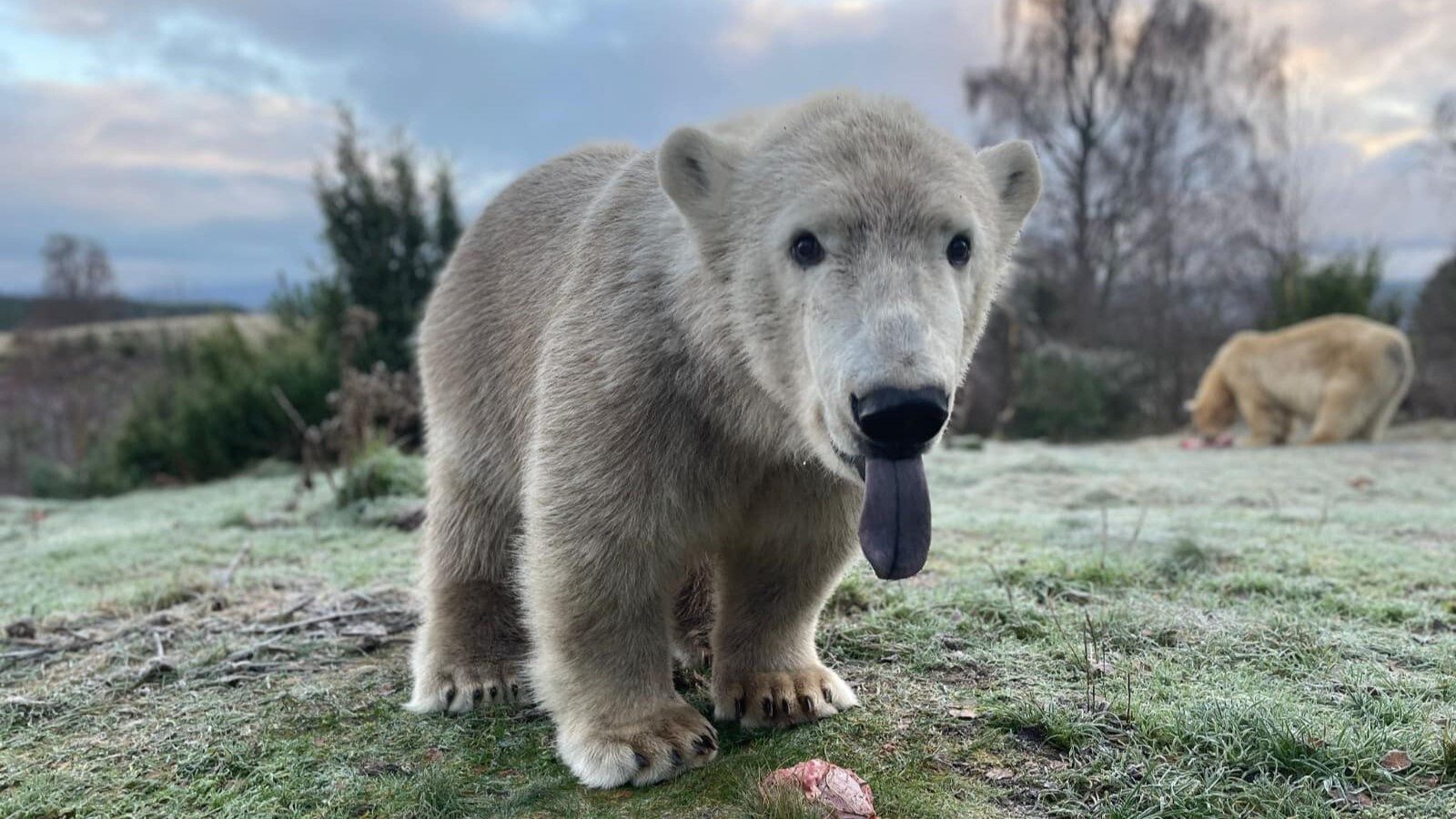 Highland Wildlife Park