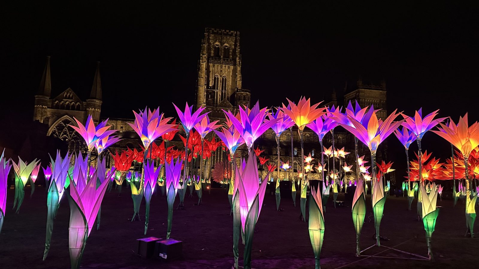 Jigantics’ Flower Field of giant illuminated to bloom in St Nicholas Kirkyard.