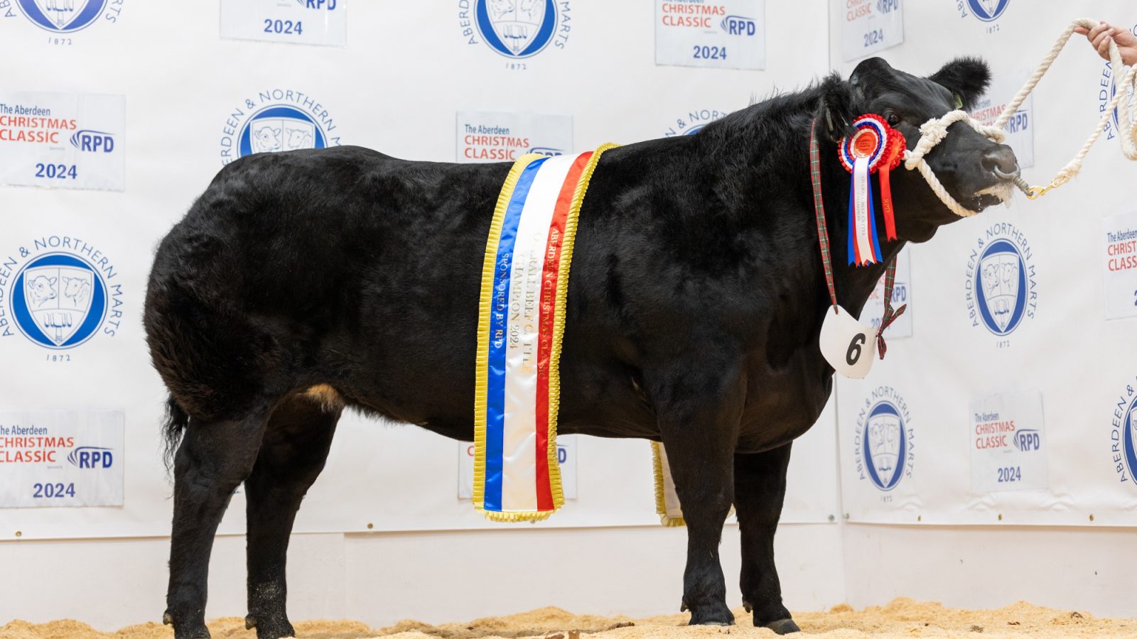 Overall Cattle Champion: Credit: Melissa Irvine Photography