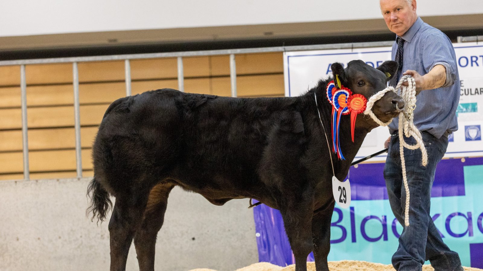 2024 haltered champion heifer from J S Baillie, Sebay Farm,  Tankerness, Orkney which achieved the top price of £9,000.