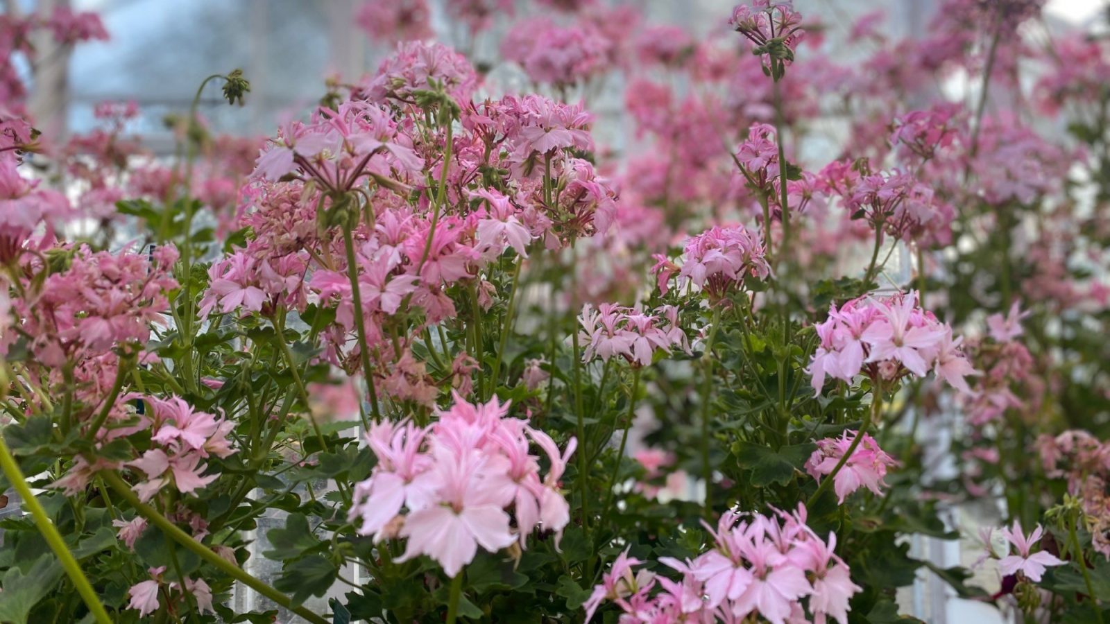 Pelagoniums in the Victorian Corridor in the Winter Gardens