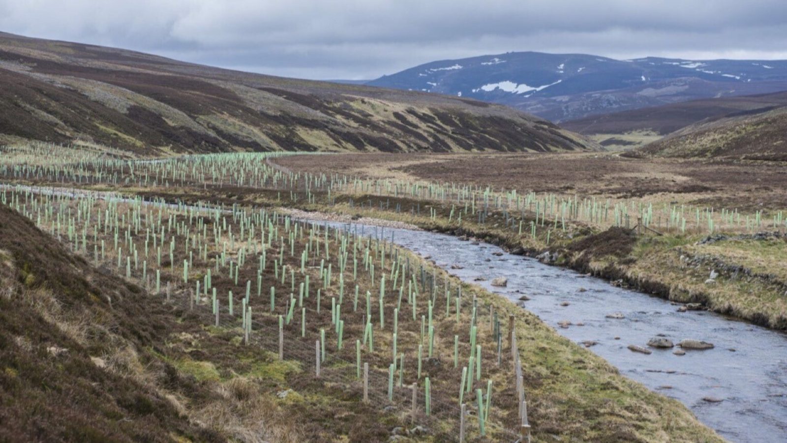 Riparian tree planting by the River Dee Trust. Credit: The River Dee Trust