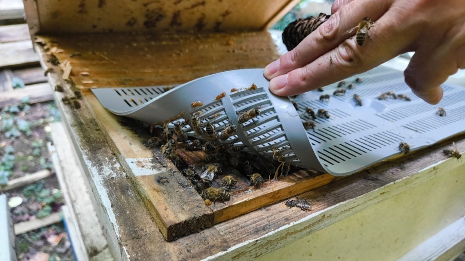 Western honey bees prior to collection. Credit: University of Graz/The James Hutton Institute.
