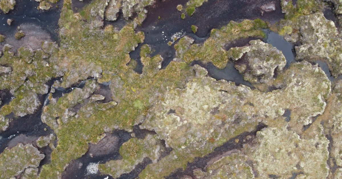 OpenGraph Image for Major review paves way for expanding peatland restoration