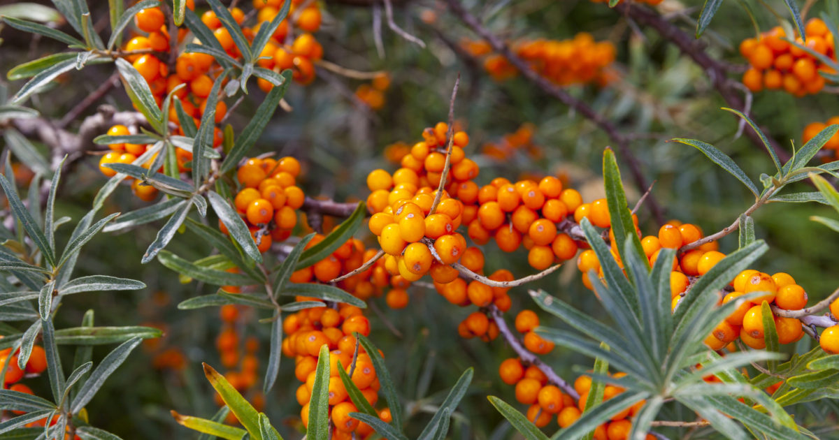 OpenGraph Image for Wild and foraged foods can enhance your business offer