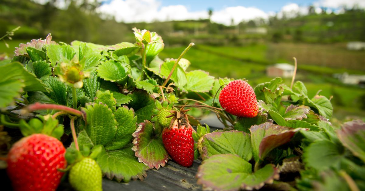 OpenGraph Image for A berry good idea – fruit growers and data scientists in landmark AI project