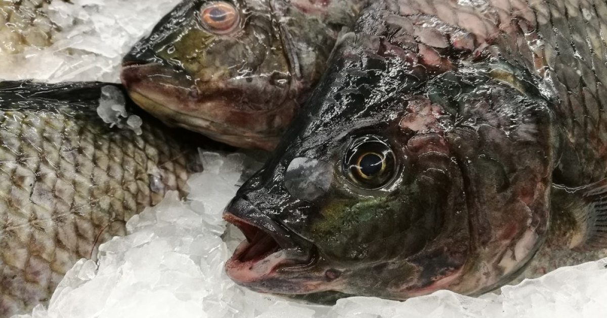 OpenGraph Image for Starmer to net EU arms deal at expense of British fishermen