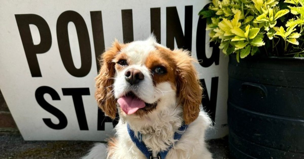 OpenGraph Image for Voters head to the polls in Hamilton by-election