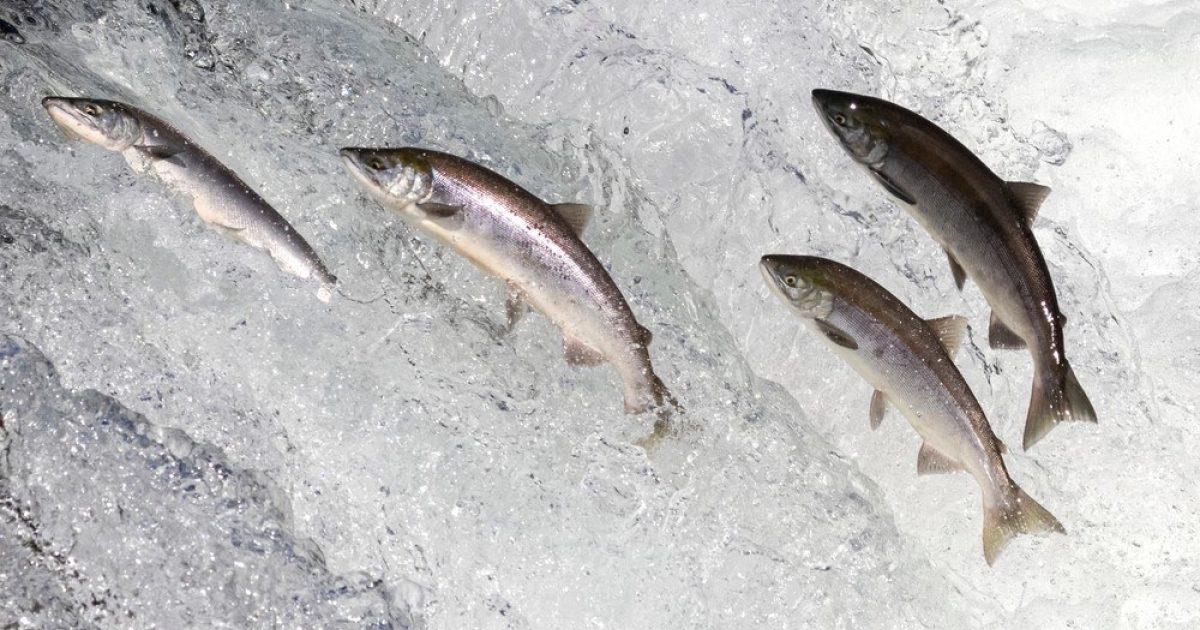 OpenGraph Image for Market Watch: Scottish salmon exports leap 45% to new high