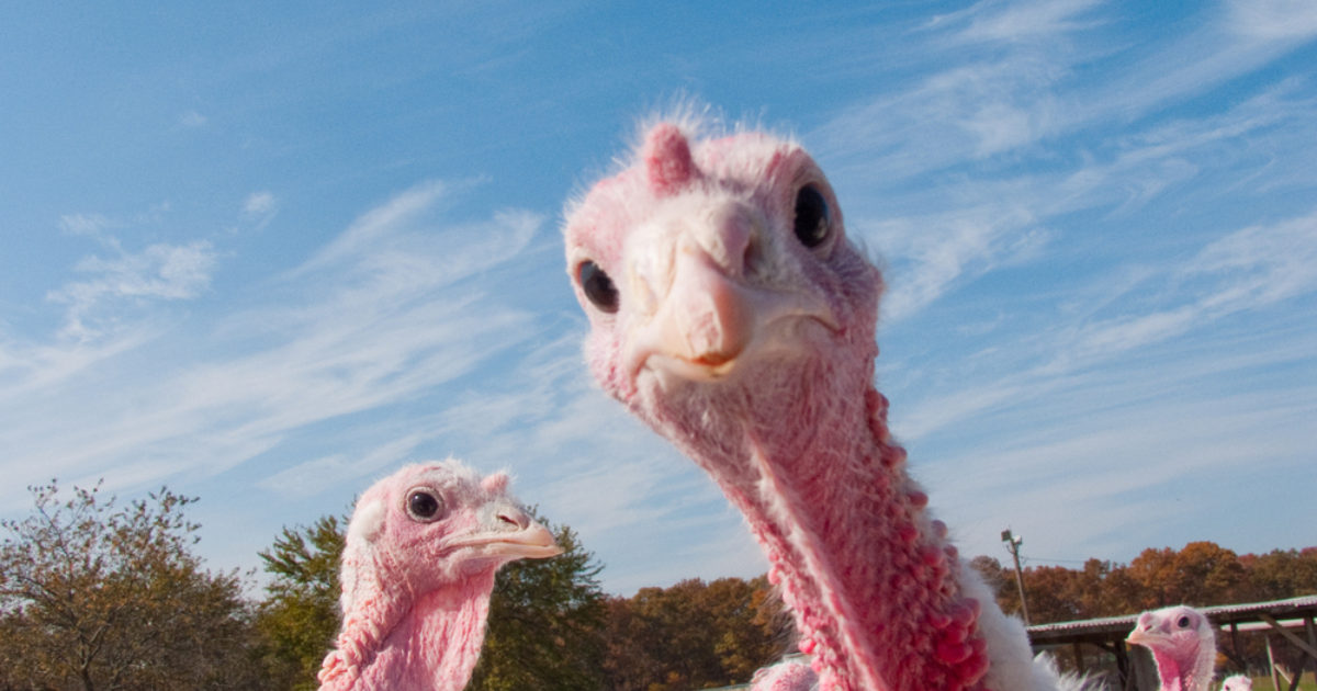 OpenGraph Image for Scottish farmers warn of Christmas turkey shortage