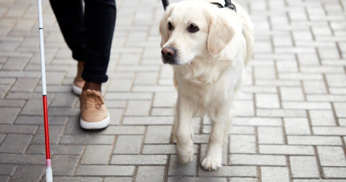 OpenGraph Image for Wetherspoon doubles down on dog policy amid criticism