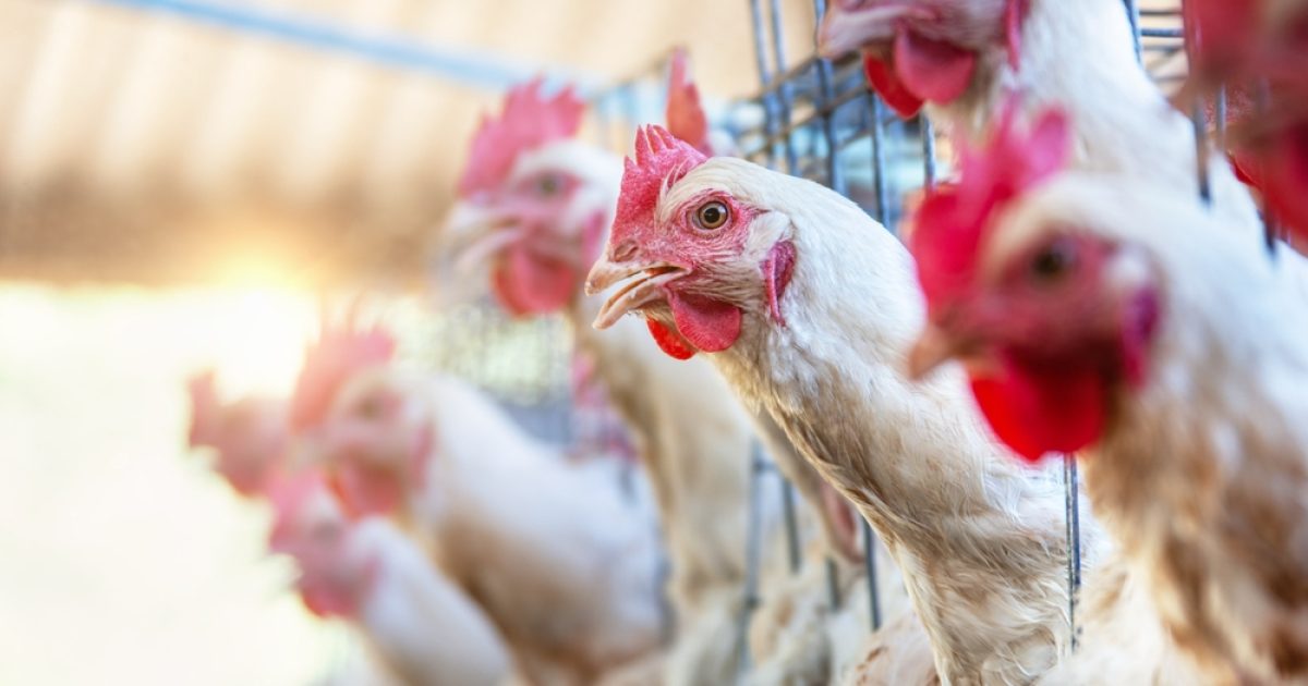 OpenGraph Image for UK cage ban could undercut farmers, industry warns