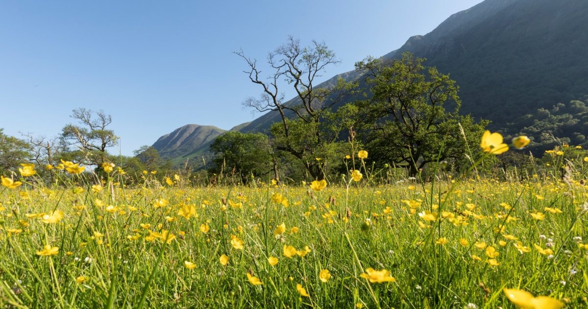 OpenGraph Image for Powering nature restoration:  SSEN Transmission launches landmark partnership with Scottish nature charity