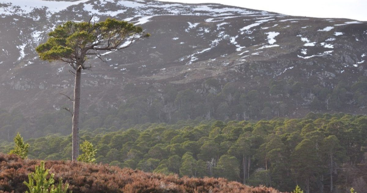 OpenGraph Image for New study reveals 23 tree species needed to support more than 40% of biodiversity associated with Scots pine