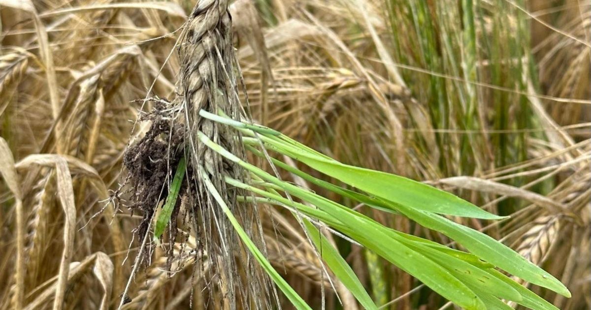 OpenGraph Image for A new study reveals breakthrough in barley genetics